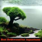 Best Driftwood for Aquariums