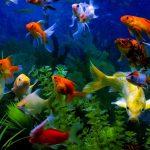 Best Filter for 55 Gallon Aquarium