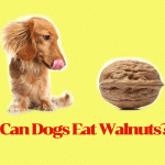 Can-Dogs-Eat-Walnuts