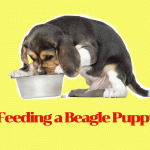 feeding a beagle puppy