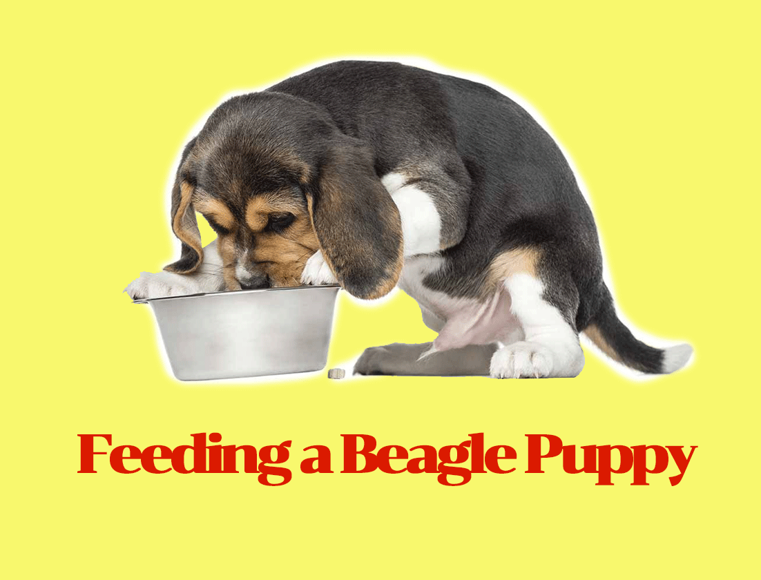 Feeding a Beagle Puppy What's Best For Your New Best Friend? Zallag