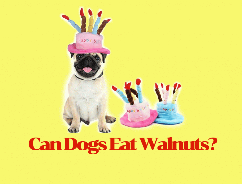 Pet Dog Birthday Cake Recipes For Your Puppy's Special Day Zallag